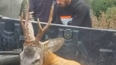 Bolu'da yol kenarında yaralı halde bulunan ceylan, duyarlı bir vatandaşın