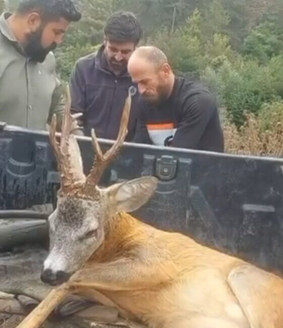 Bolu'da yol kenarında yaralı halde bulunan ceylan, duyarlı bir vatandaşın