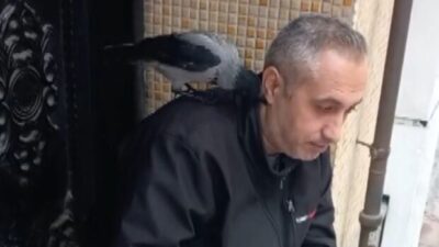 Zeytinburnu’nda bir esnafın besleyerek sahiplendiği karga, aradan geçen 1,5 ayın